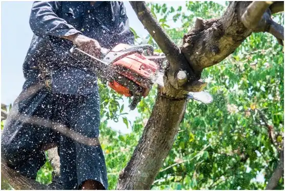 tree services Cushing